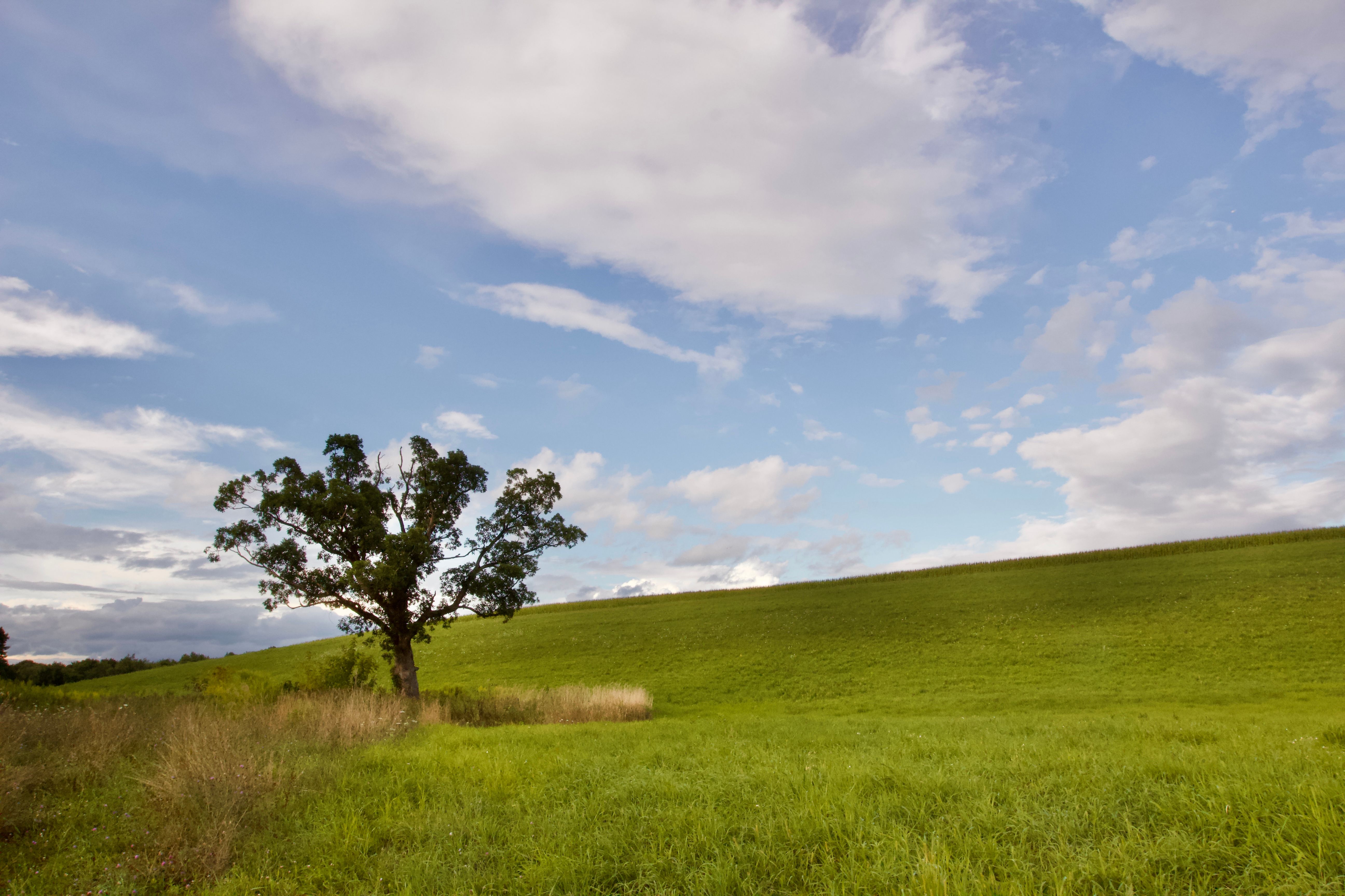 116 Acre Parcel in Chatham Hunt Country