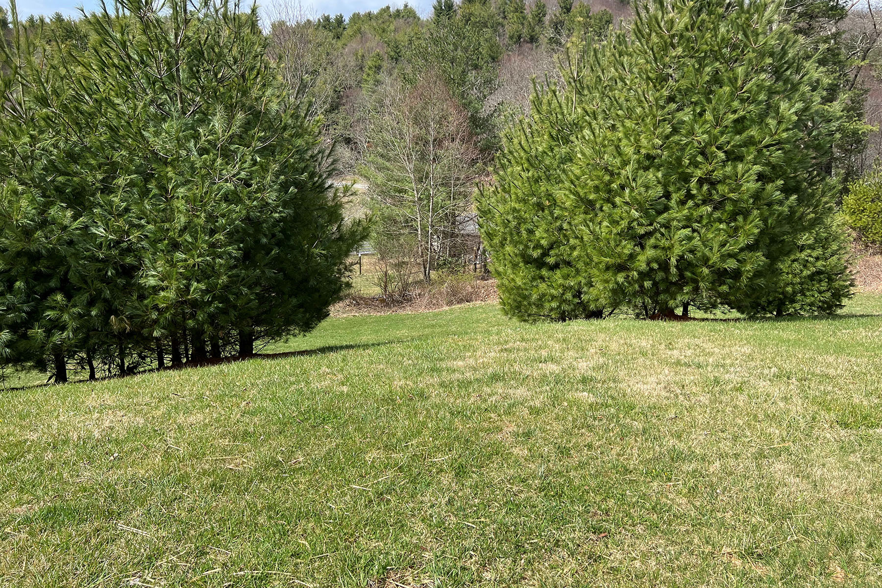 CRAIGS FOREST - BLOWING ROCK