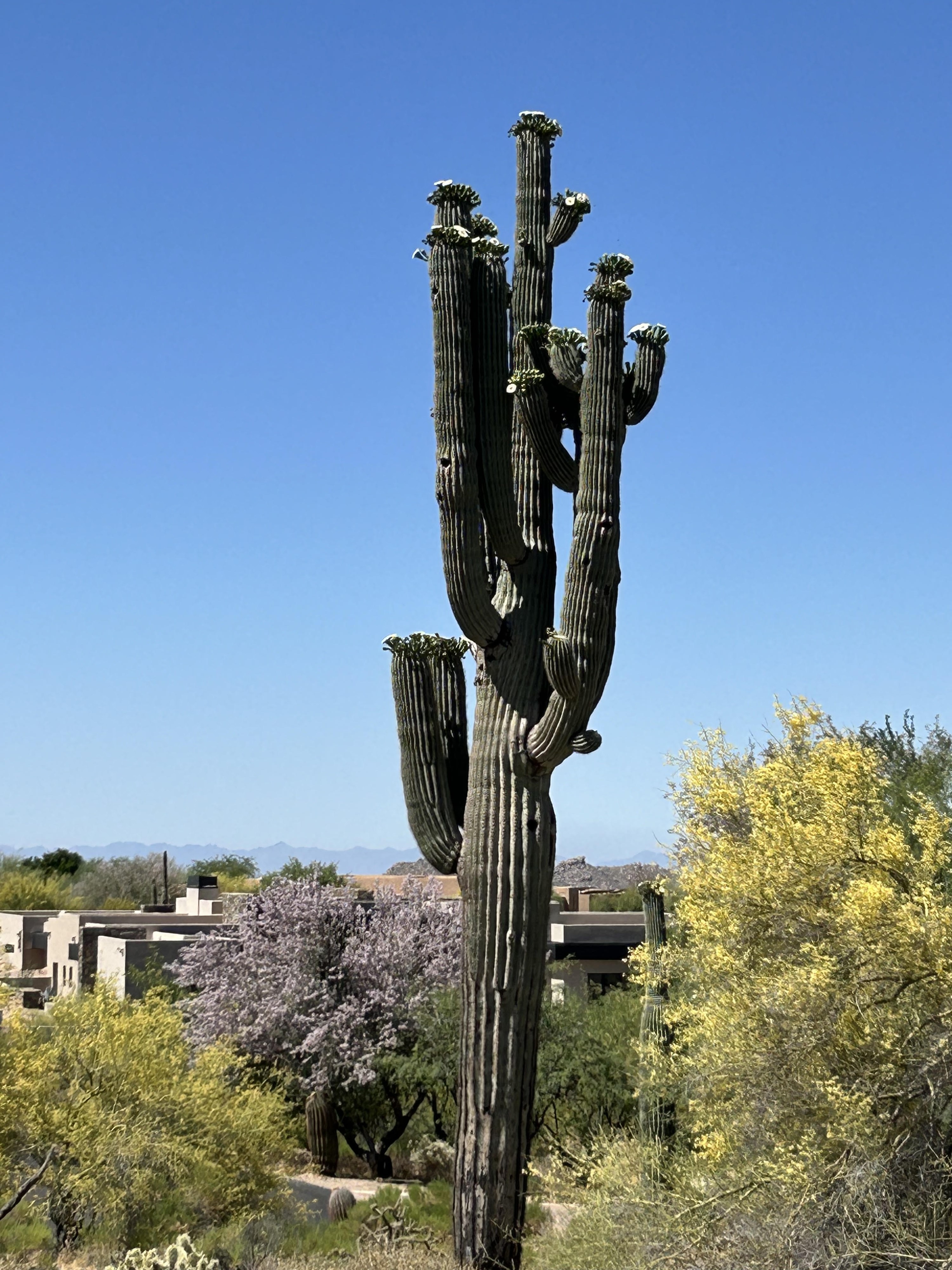 Gambel Quail 147