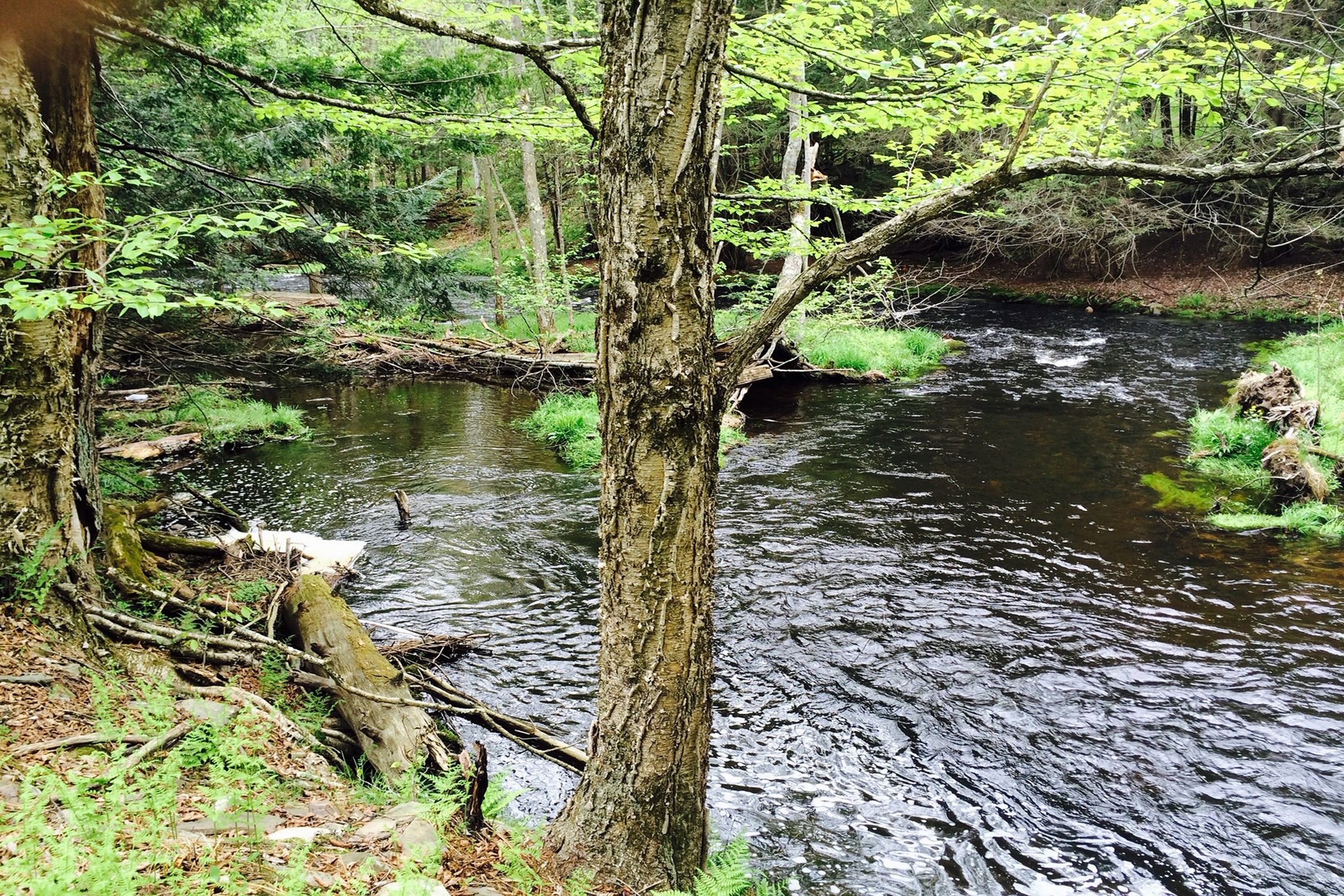 Streamfront Lot at The Chapin Estate