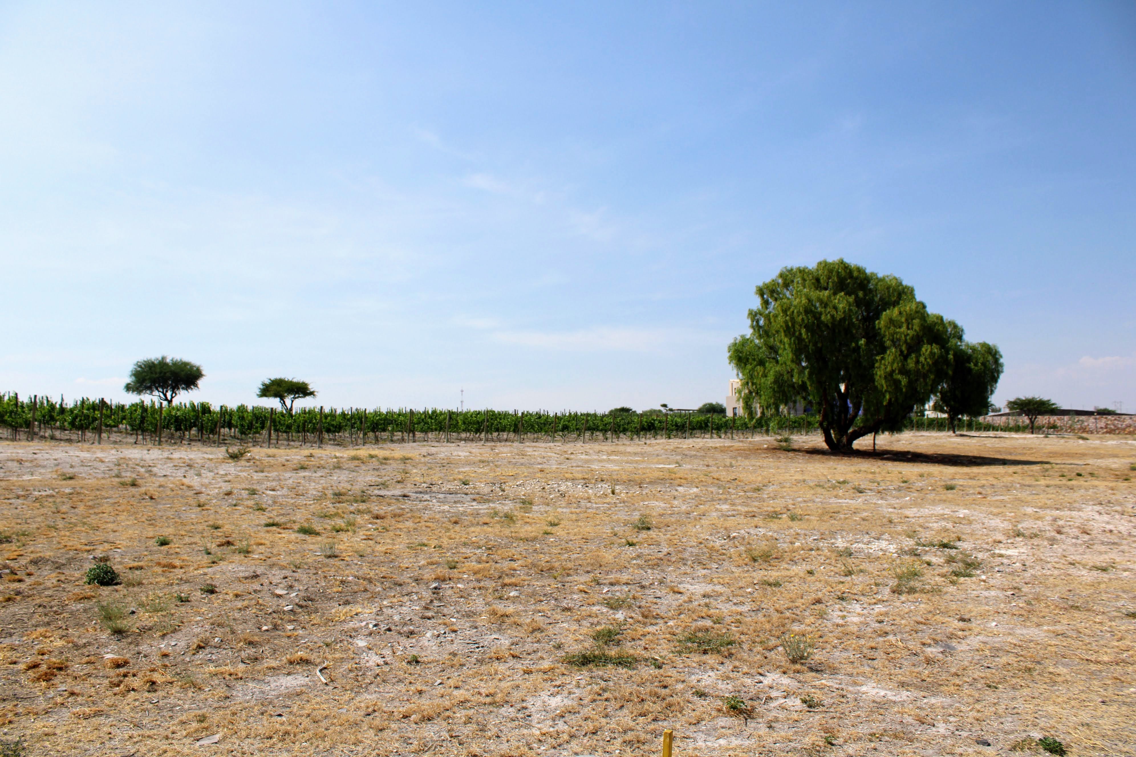 Cabernet Suavignon Lot