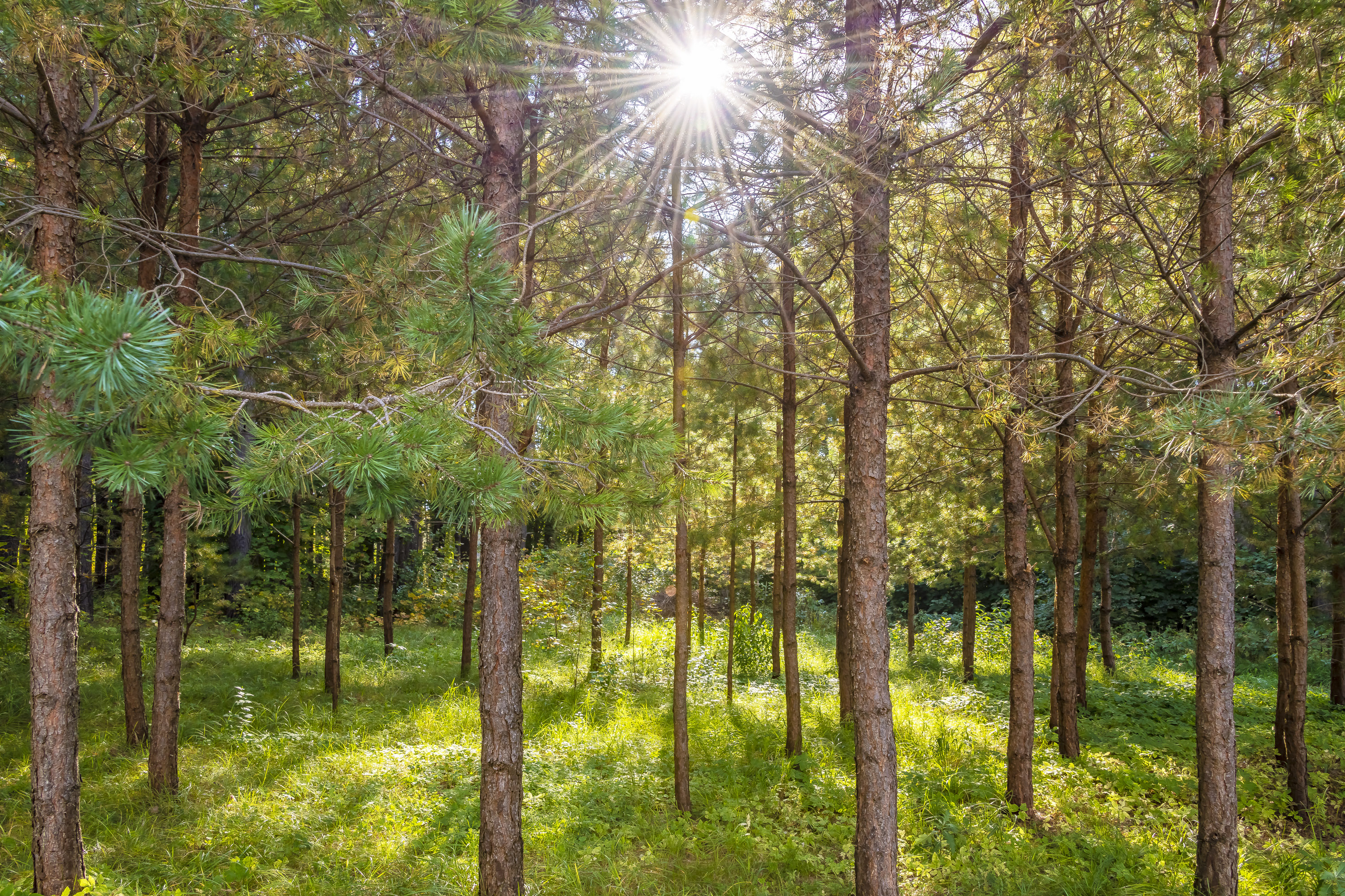 Land plot surrounded by greenery in Vilnius city