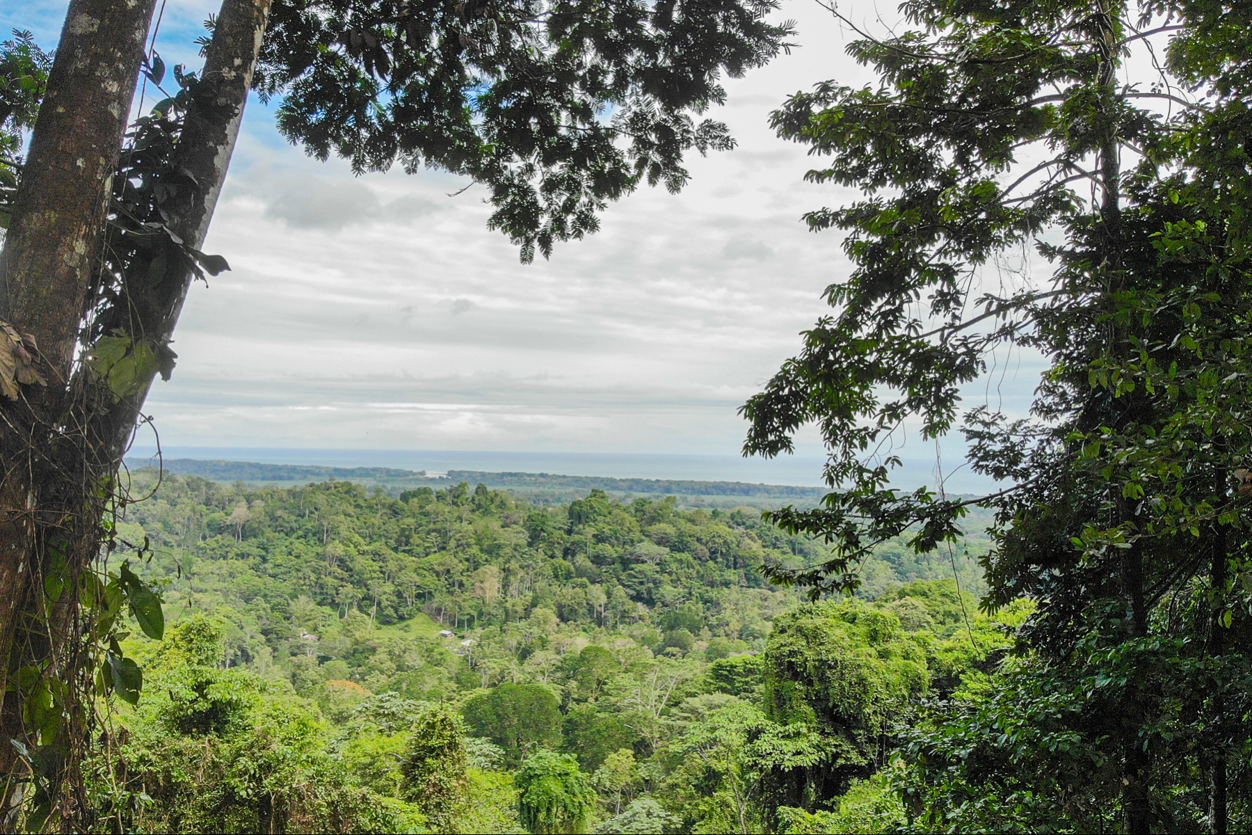 Cahuita Ocean and Jungle View Farm / Development (20ha)