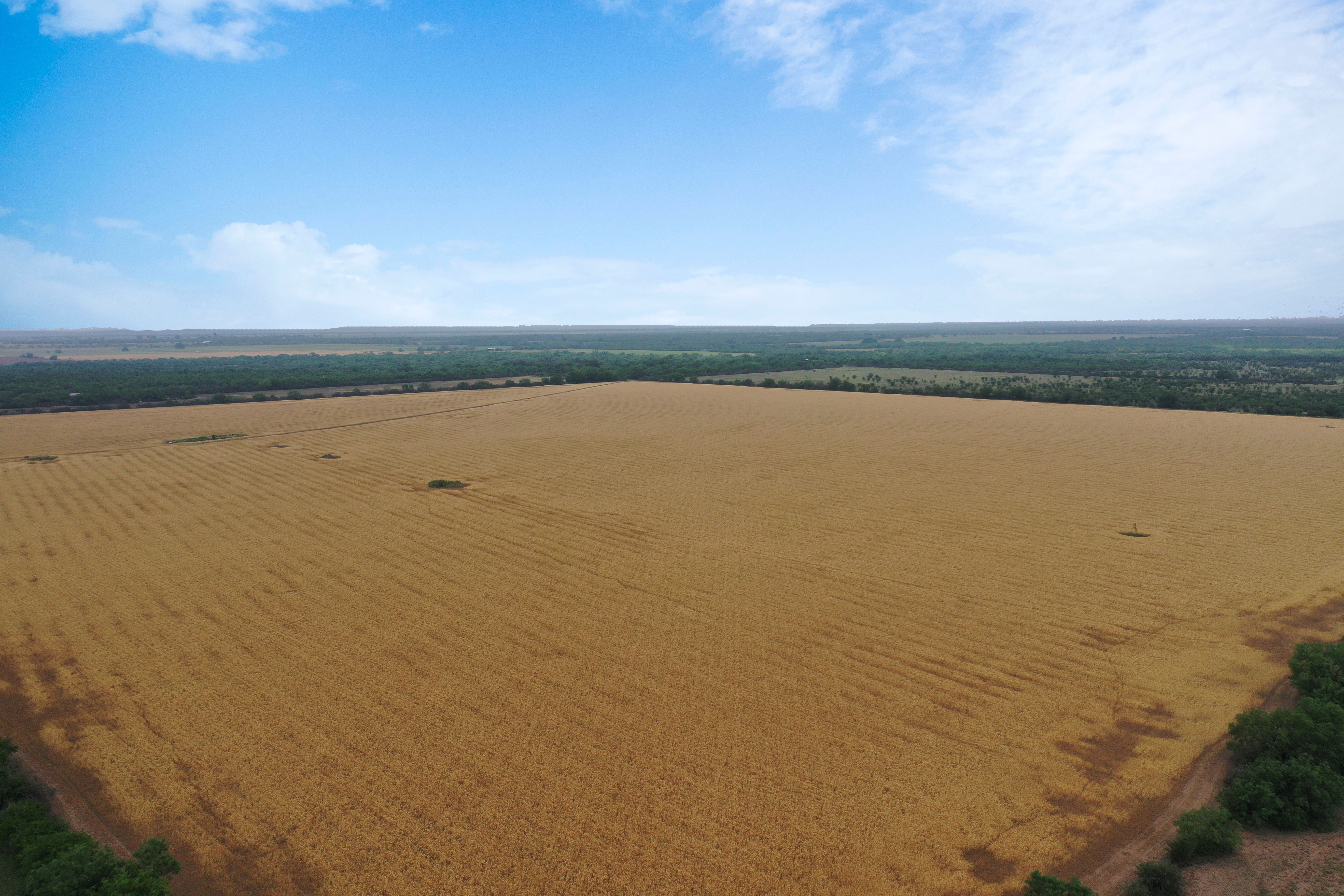 82+/- Acres Knippa Farm,  Uvalde County, Knippa, TX 78870