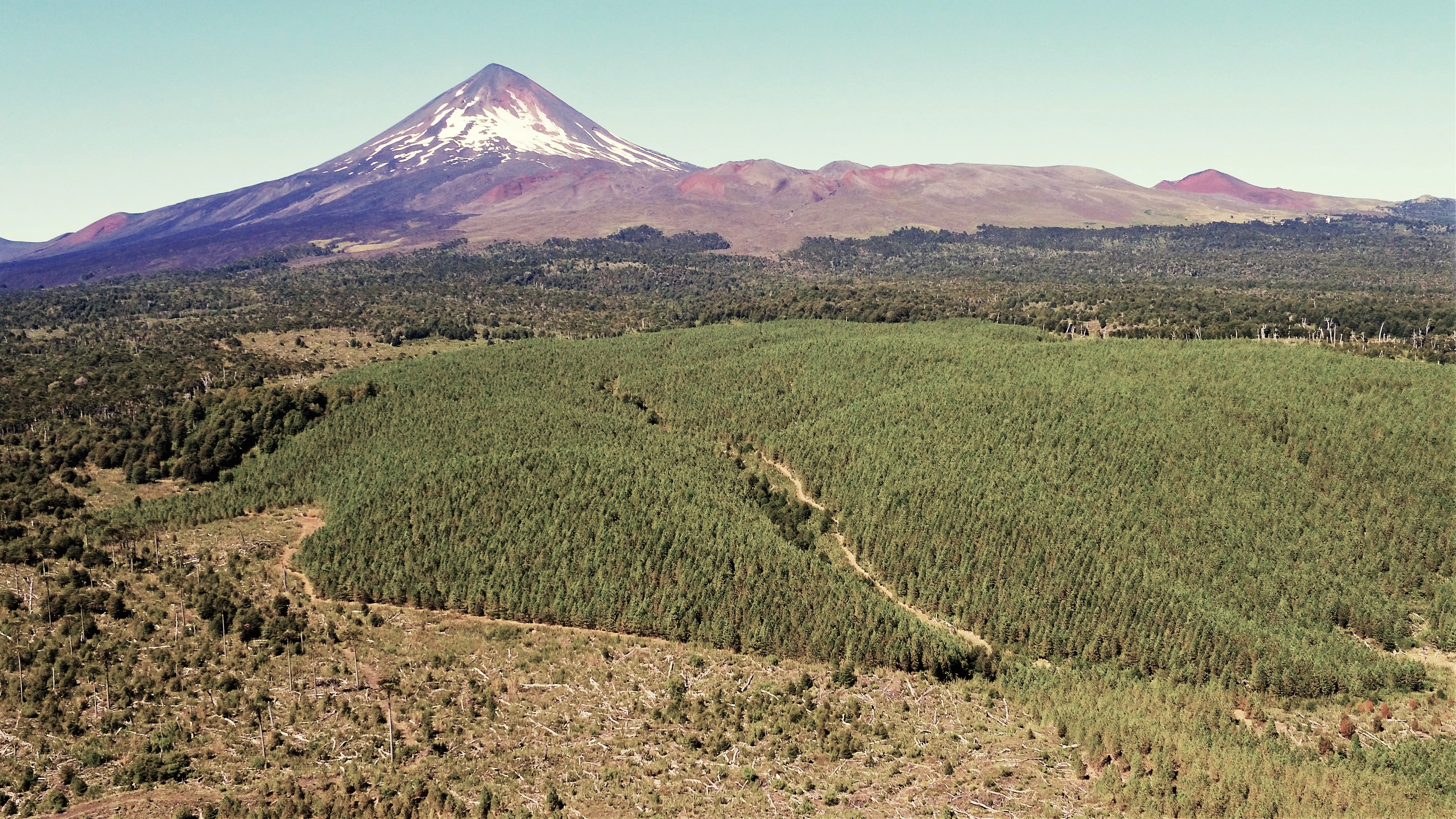Fundo Araucarias - Forestry And Tourism Potential - Temuco / Chillan