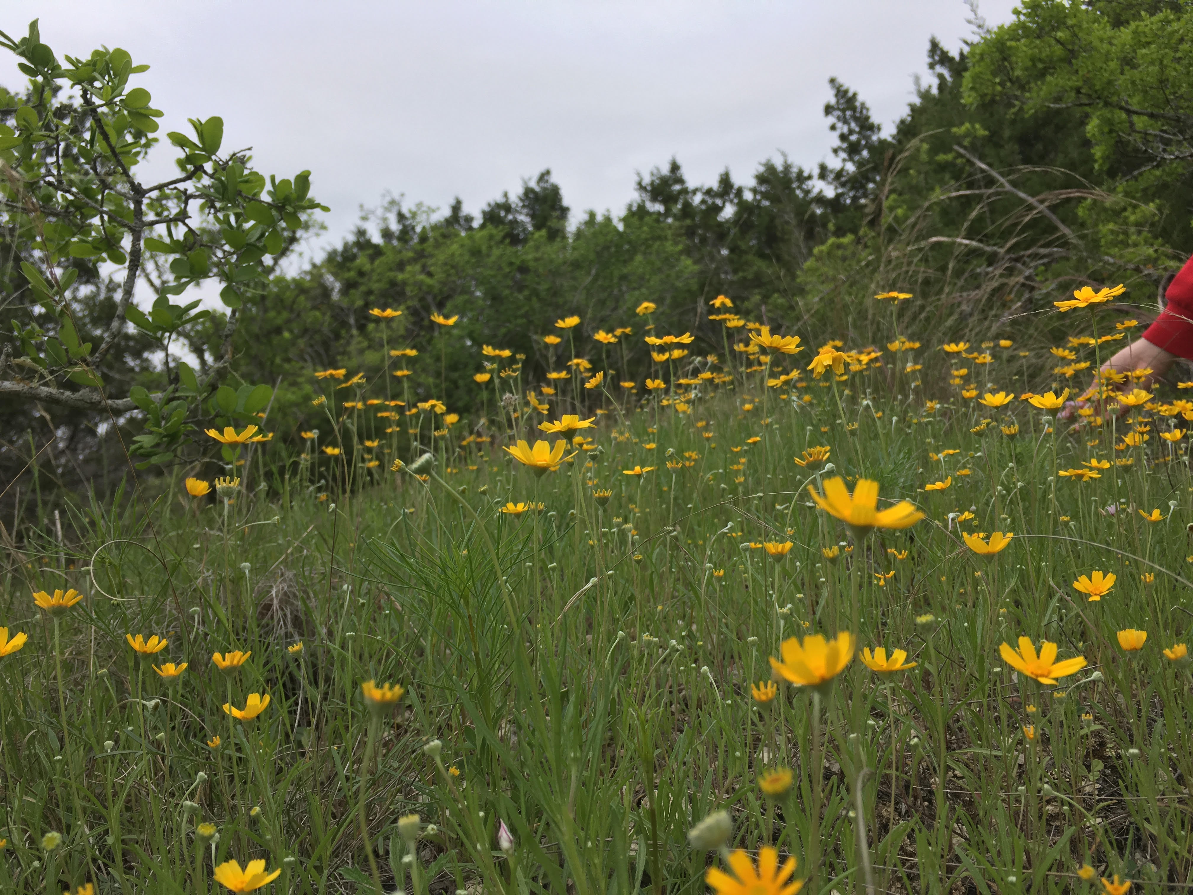 200 Sierra Loma, Wimberley, TX 78676