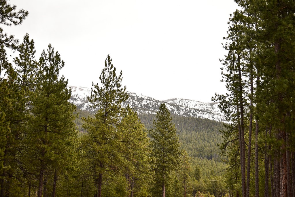 Cattail Way, Missoula, MT 59802 #1