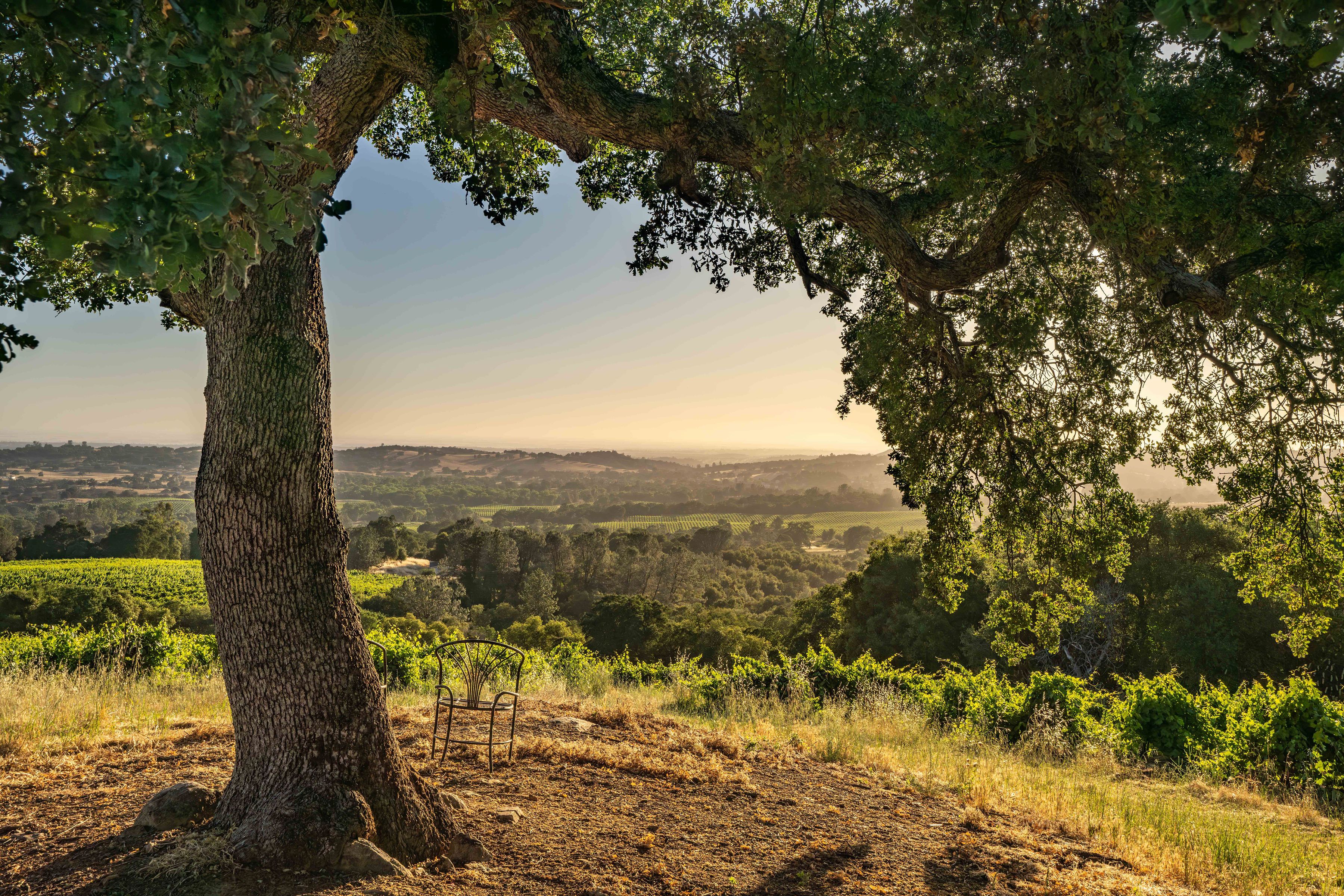 Breathtaking 40-Acre Vineyard Property with Panoramic Western Views.