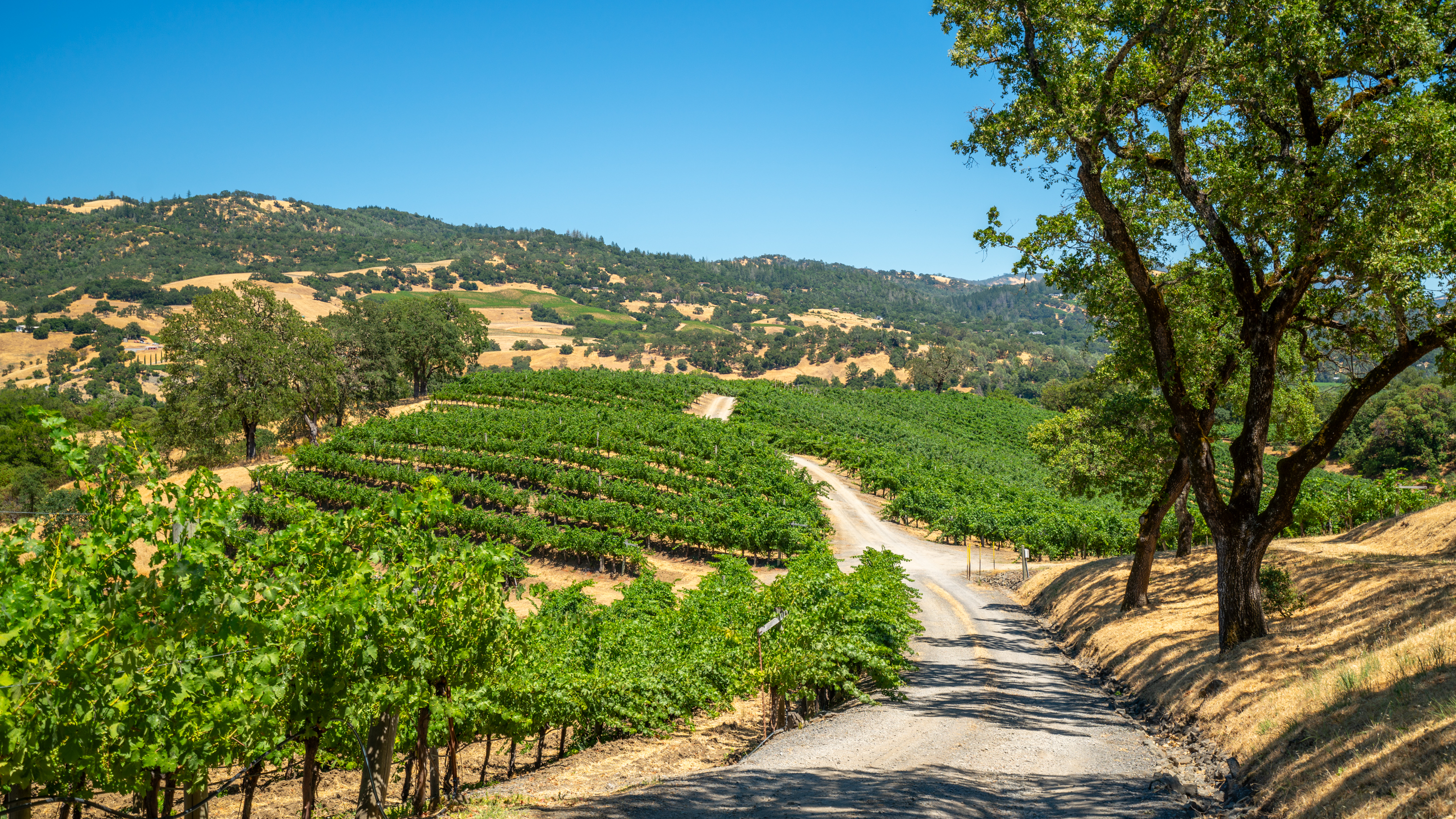 Alexander Valley Vineyard and Home