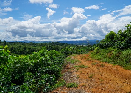 561 Acre Working Multi-Use Farm with 198 Acres of Coffee in Full Production