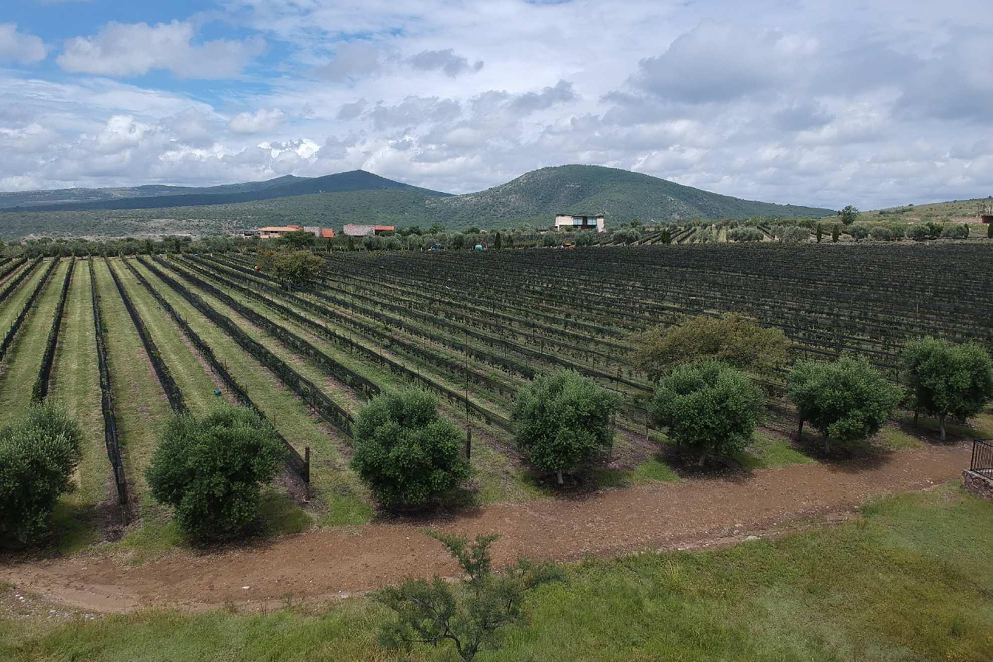 Terreno Bonanza Viñedo San Miguel