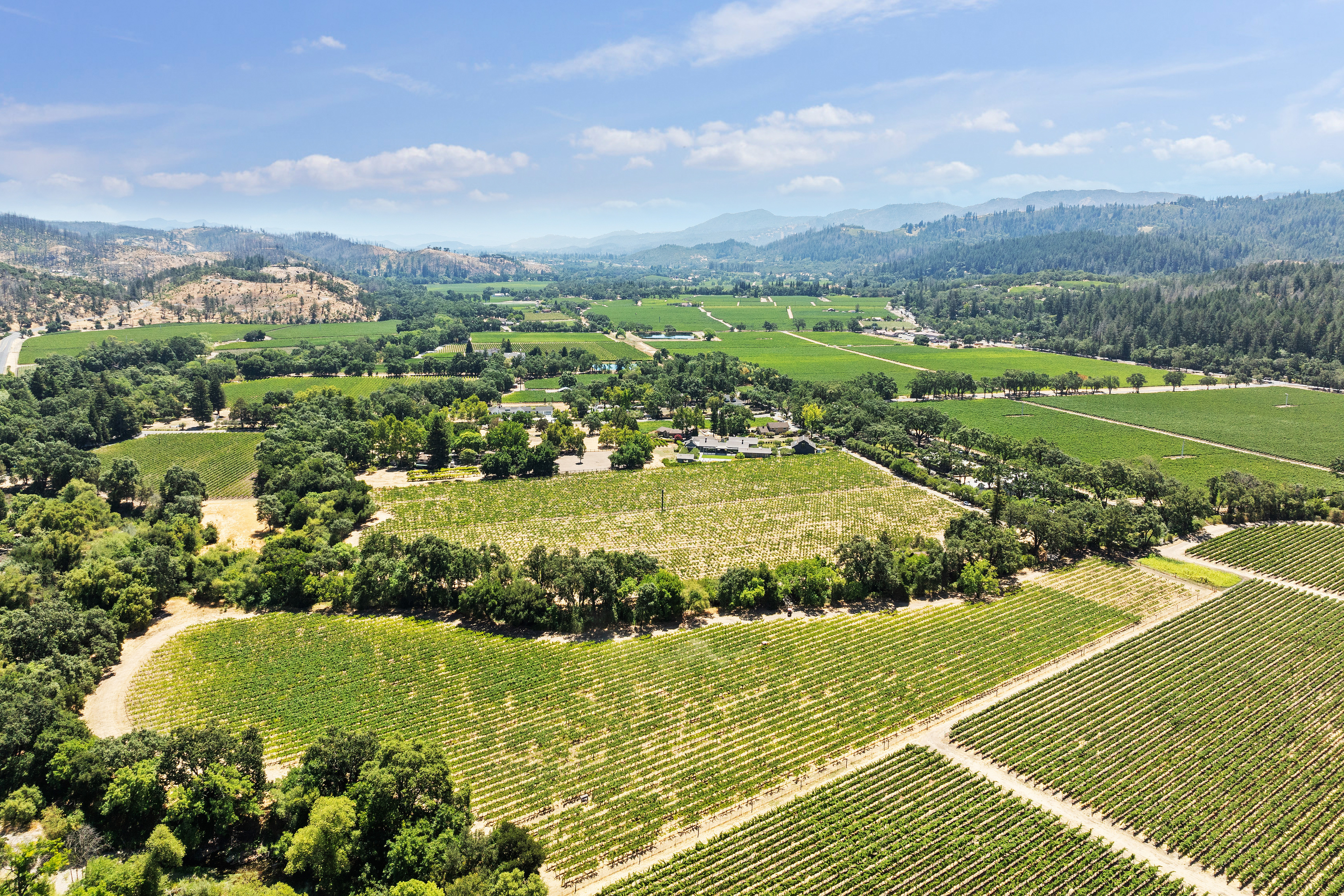 Calistoga Vineyard