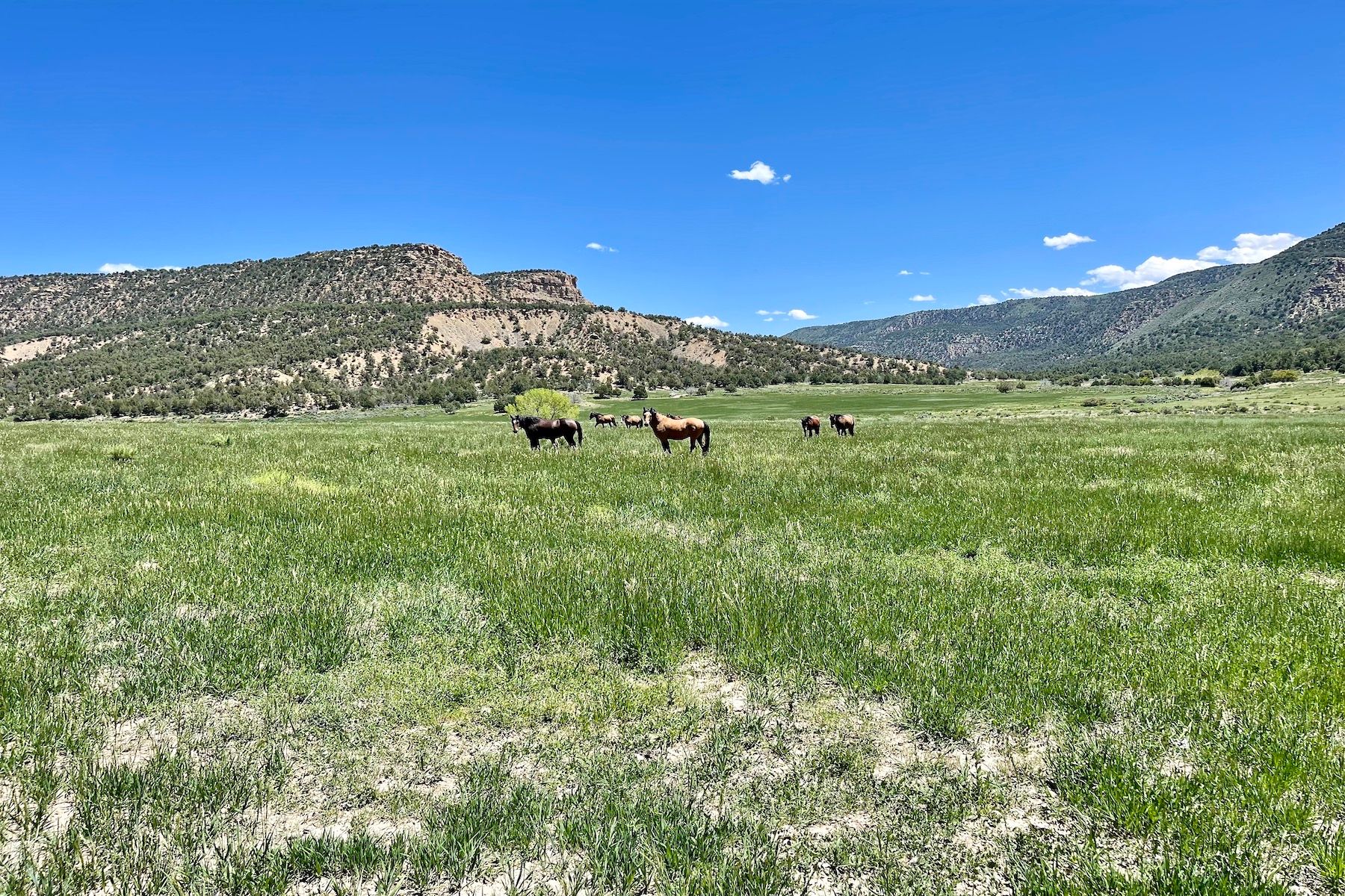 1401 Road 41, Mancos, CO 81328