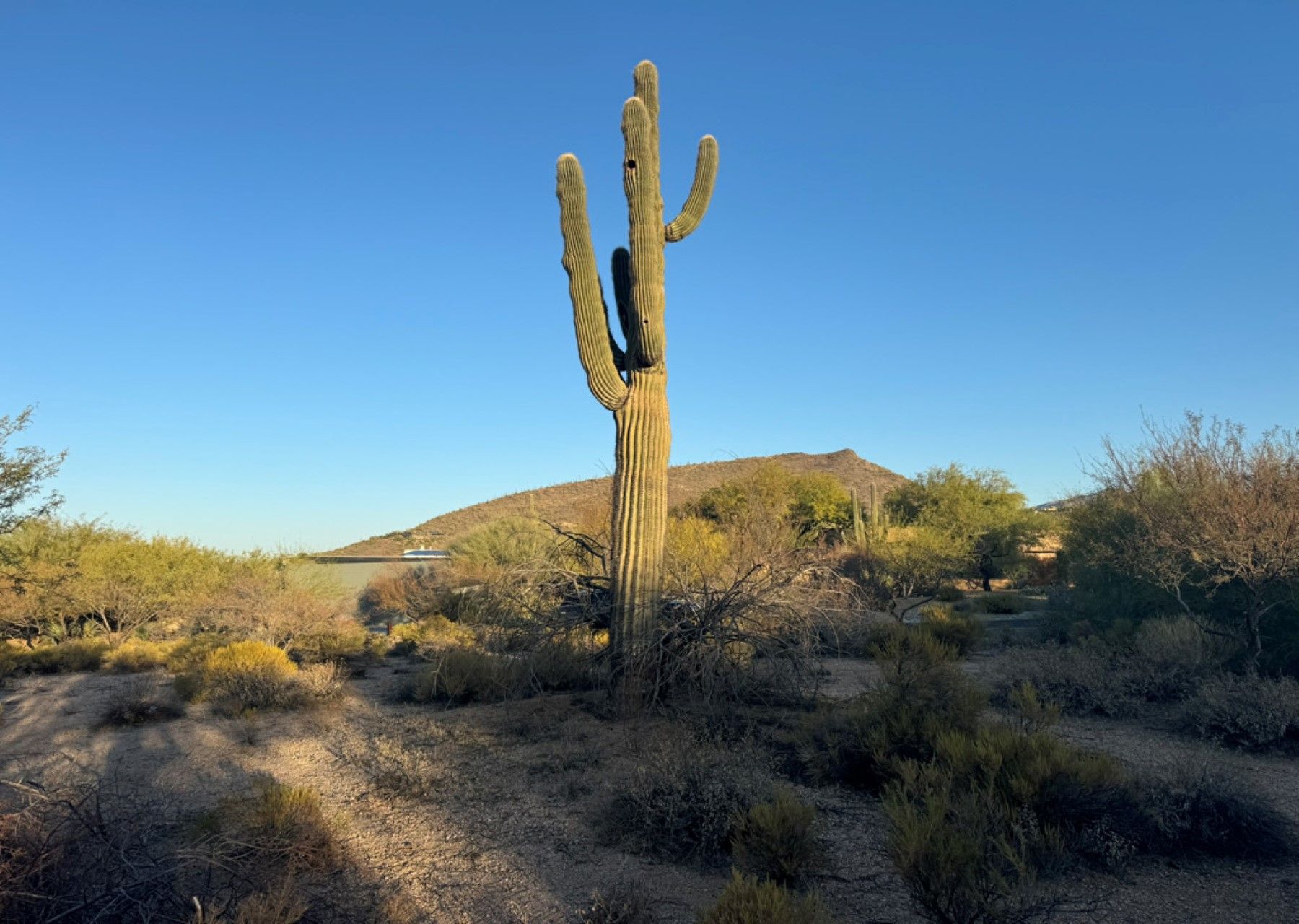 Gambel Quail 6