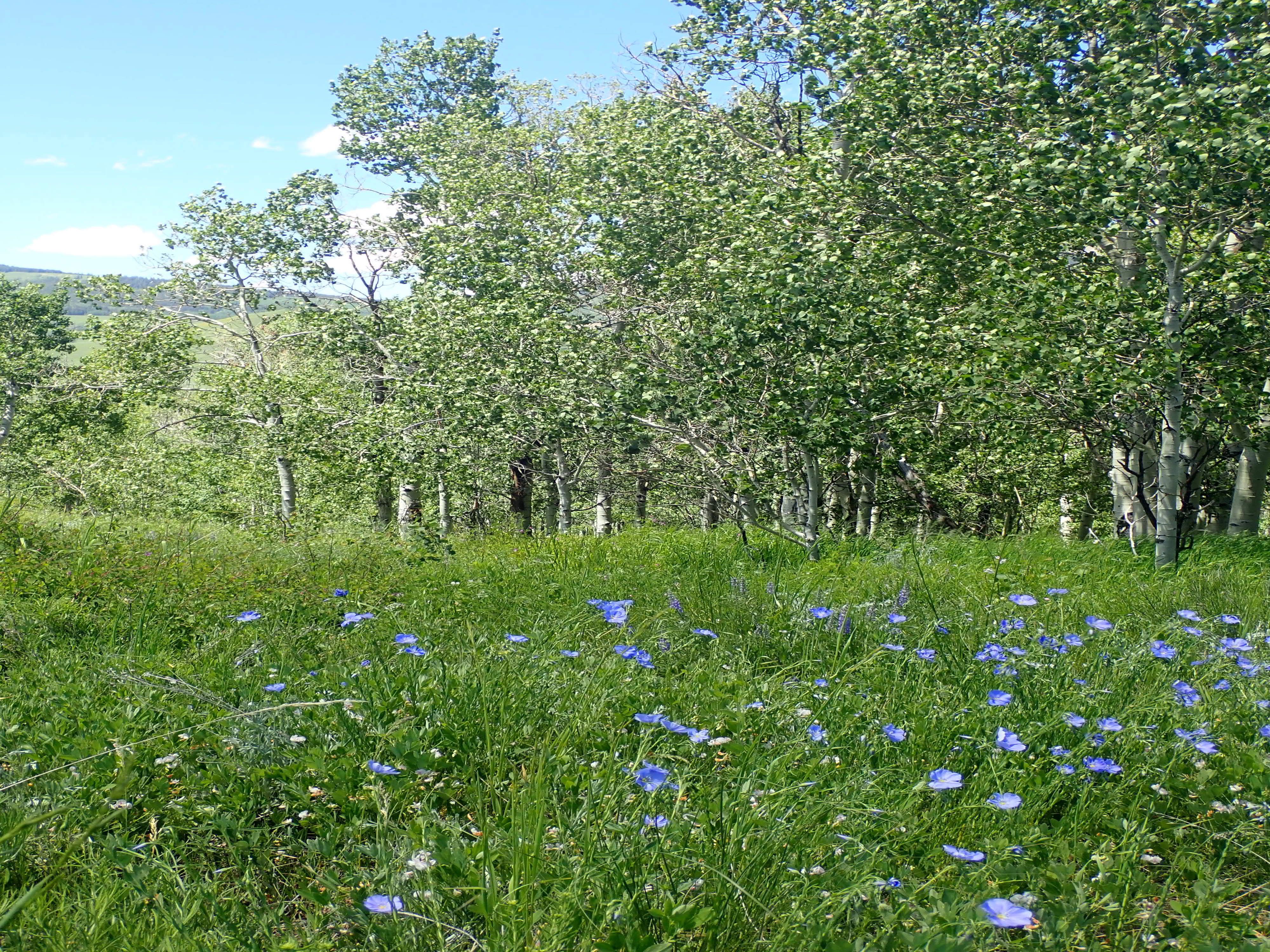 Crested Butte Lot - Upper Tier in the South Subdivision