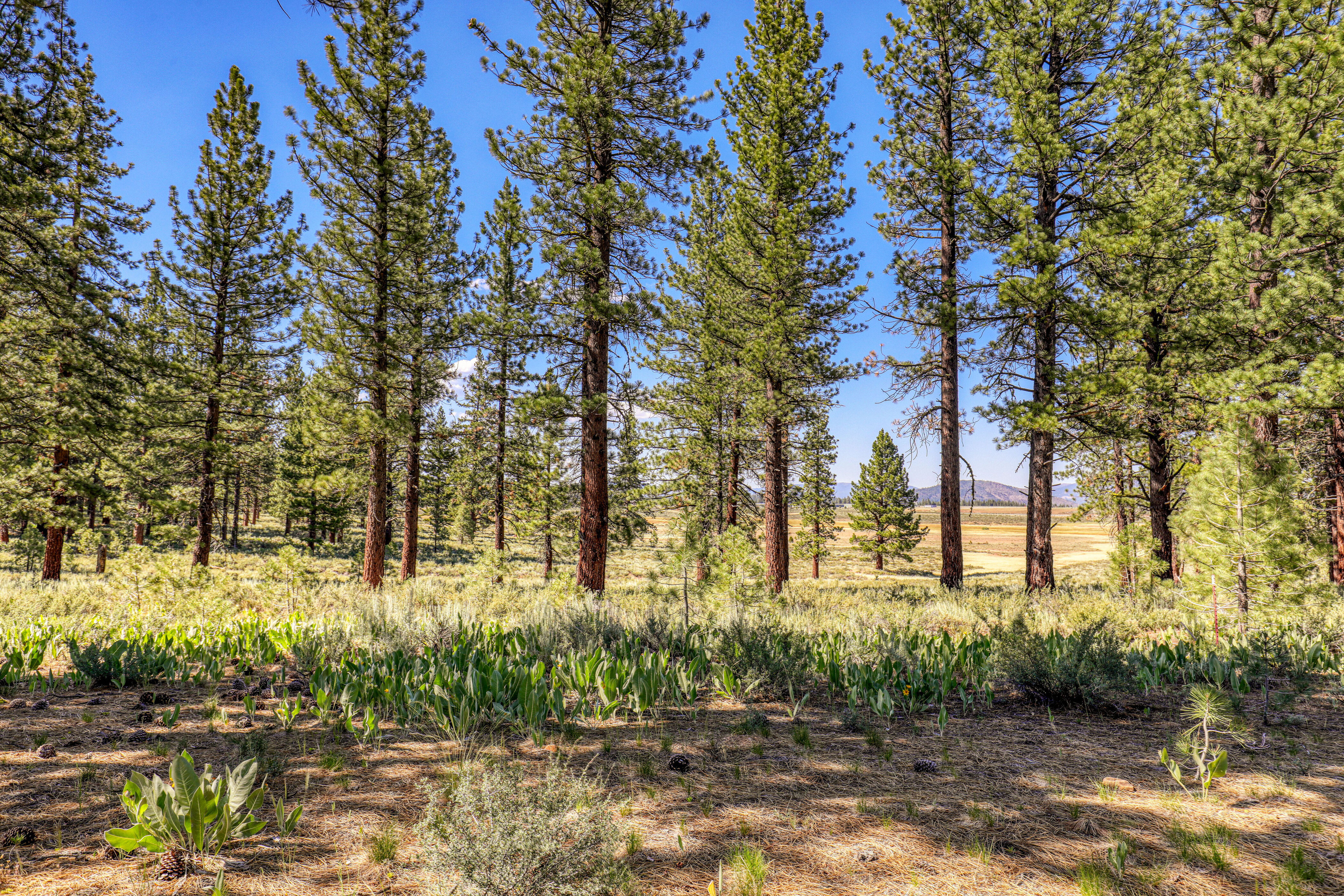 Lot in Desirable Lahontan