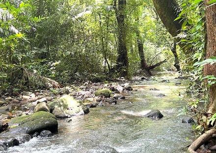 A 30.9 Acre Serene Paradise Beckons: Your Dream Property Awaits in Costa Rica