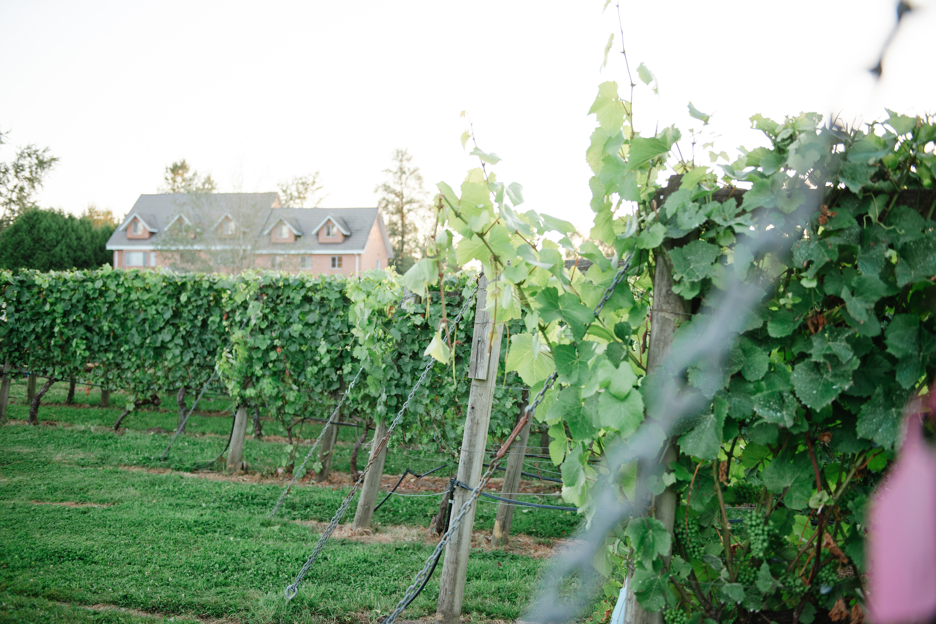 Backyard Vineyards