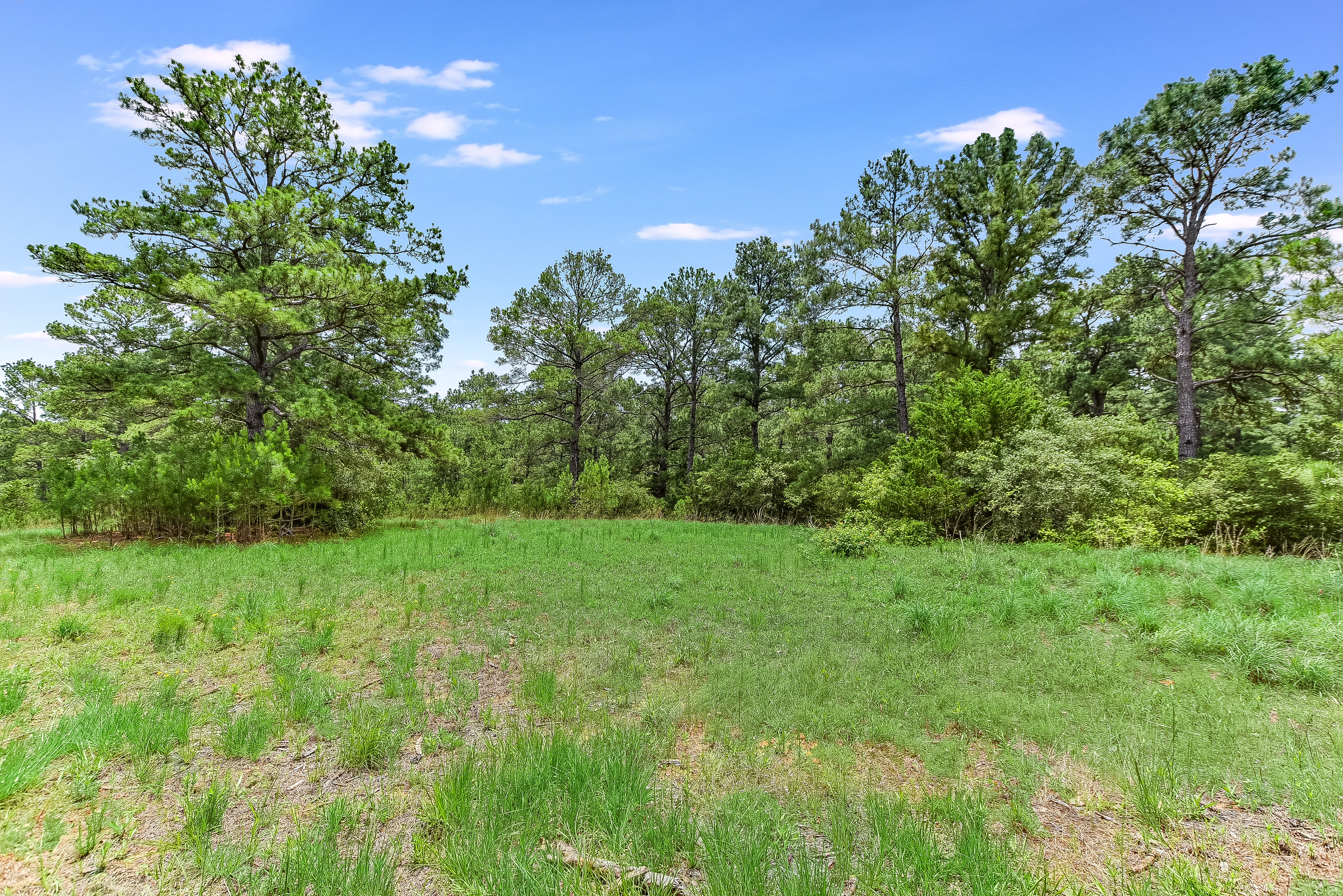 Discover Your Own Secluded Pine Forest