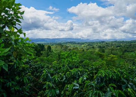 561 Acre Working Multi-Use Farm with 198 Acres of Coffee in Full Production